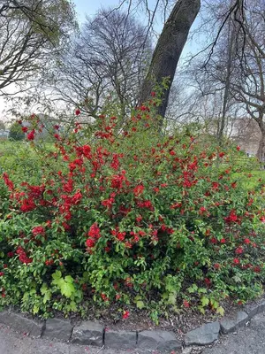 a large bush of red flowers in a park at Heart of West End apartment, Glasgow in Glasgow
