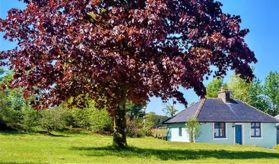 a tree in front of a white house at Courtyard Cottage in Castle Douglas