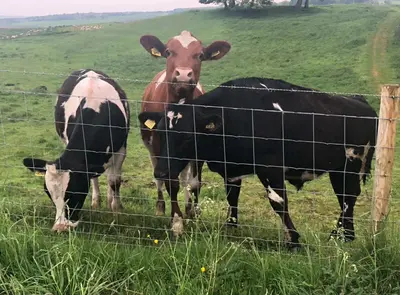 three cows standing behind a fence in a field at Pentland View Campsite in Haywood