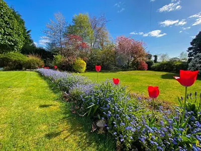 a row of red tulips in a field of flowers at Lochview Flat in Onich