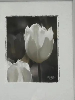 a black and white picture of a white flower at Calm of Cumbrae in Millport