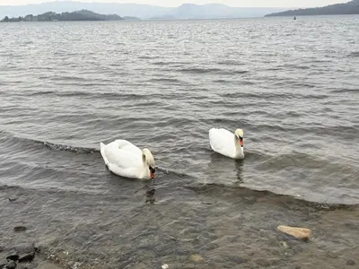 two white swans swimming in a large body of water at 6 Lomond Castle - The Inchcruin Suite in Luss