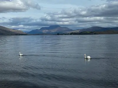 two swans swimming in a large body of water at 6 Lomond Castle - The Inchcruin Suite in Luss