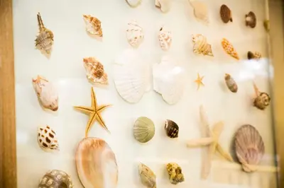 a wall with seashells and other items on it at Riverside Hideaway for Two Hot Tub River Lochay in Killin