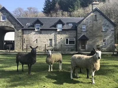 a group of sheep standing in front of a house at Ederline Farm Cottage in Lochgilphead