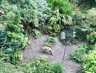 a cat standing in the middle of a garden at Tranquil 2 Bed Flat, Free Parking, near Murrayfield & City Centre in Edinburgh