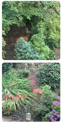 two pictures of a garden with flowers and plants at Tranquil 2 Bed Flat, Free Parking, near Murrayfield & City Centre in Edinburgh