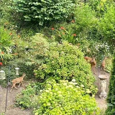 three animals walking in a garden with a bush at Tranquil 2 Bed Flat, Free Parking, near Murrayfield & City Centre in Edinburgh