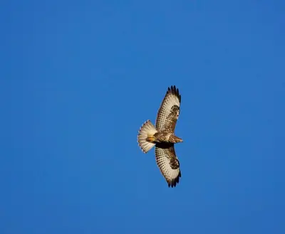 a bird flying in the blue sky at Inverawe Cottages in Taynuilt
