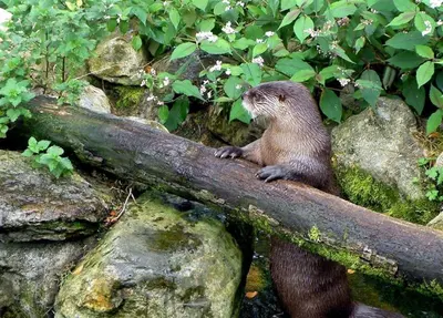 a animal is sitting on a branch on some rocks at Tigh Grianach in Connel