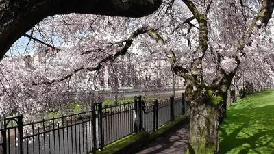 a tree with pink flowers next to a fence at Mycosyapartments54 in Paisley