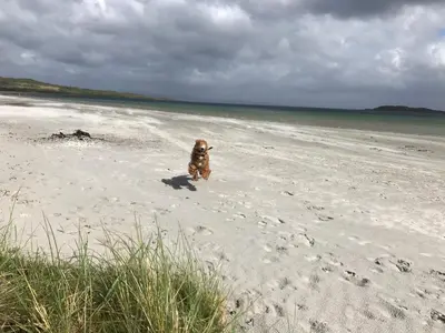 a dog running on a beach near the water at Braeside Craighouse Jura in Craighouse