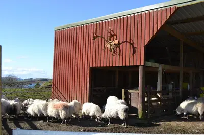 a herd of sheep standing outside of a barn at Oban Seil Farm in Clachan