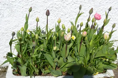 a bunch of flowers in a pot next to a wall at Oban Seil Farm in Clachan