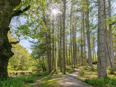 a dirt road through a forest with trees at Fern Cottage in Ardentinny