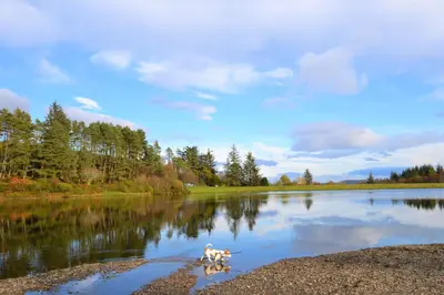 two dogs walking in the water on a lake at Loch View Lodge in Dunoon