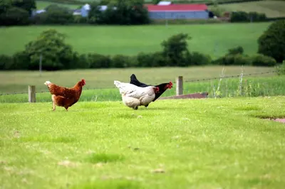 three chickens running in a field of grass at Crofthead Farm House in Tarbolton