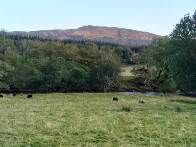 a group of animals grazing in a field at Craignavie Cottage in Killin