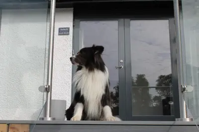 a black and white dog sitting in a door at Ben Cruachan Inn - Restaurant, Pub with Rooms in Loch Awe
