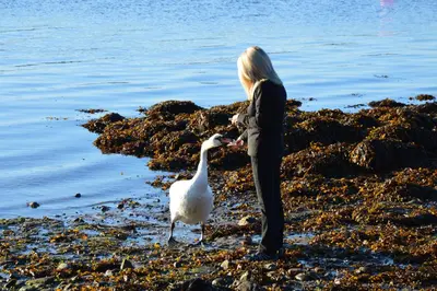 a woman standing next to a white bird on the shore at Maggie's in Inveraray