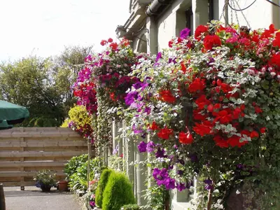 a bunch of flowers hanging from the side of a building at Auld Mill House Hotel in Dunfermline