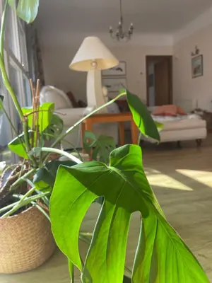 a green plant in a living room with a couch at The Steading at Barmore in Tarbert