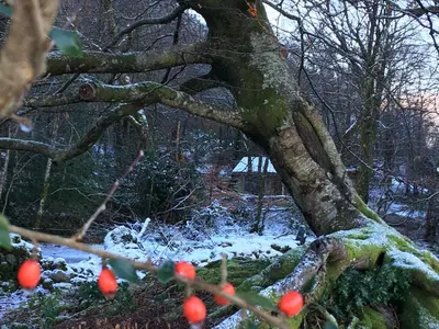 an apple tree with snow on it in a forest at Woodland Cabins, Glencoe in Ballachulish