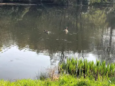 two ducks are swimming in the water at Finlaystone Barns in Port Glasgow