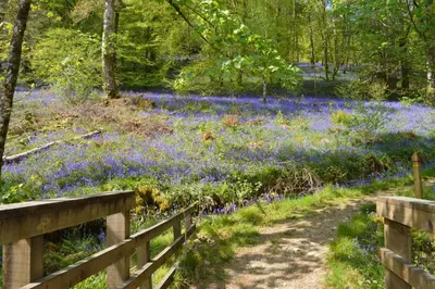 a field of purple flowers with a wooden fence at Glenbranter Cottage in Strachur