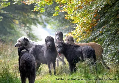 a group of dogs standing in a field at Bumble’s Barn in Slamannan