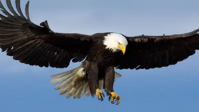 an eagle flying in the sky with its wings out at Eagles Land in Edinburgh