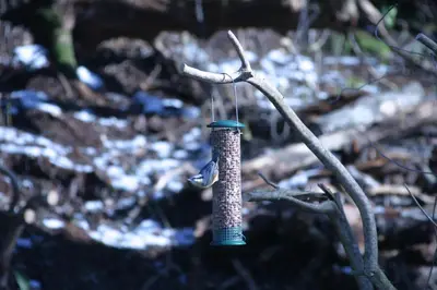 a bird feeder hanging from a tree branch at The Sheiling in Saint Fillans