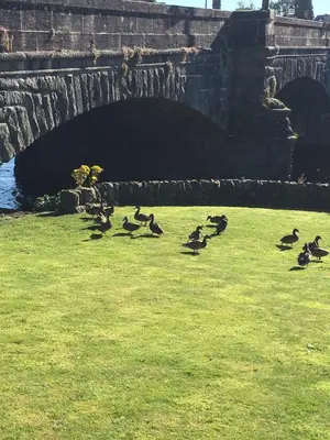 a group of ducks in the grass near a bridge at The Toll House in Newton Stewart