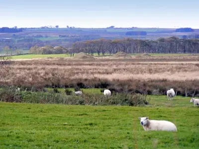 a herd of sheep grazing in a field of grass at Sky Blue Cottage in Forth