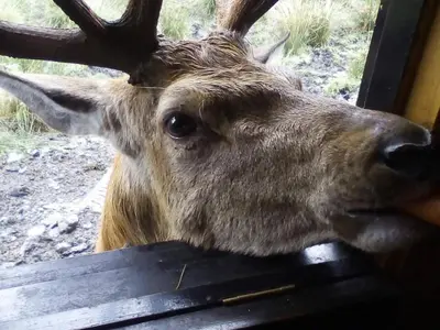a deer with antlers is looking out of a window at The Craighlaw Hideaway A Peaceful Village Escape 2 Bedroom Apartment with Garden in Kirkcowan