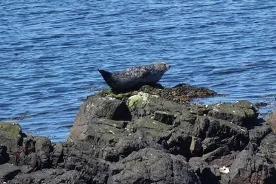 a seal sitting on a rock near the water at 3 Knocknaha Cottage in Campbeltown