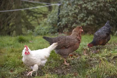 two chickens standing in the grass in a field at Craigievern Cottage in Drymen