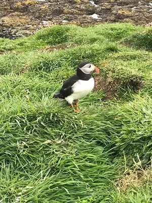 a black and white bird standing in the grass at The Old School in Salen
