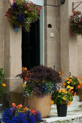 a group of pots of flowers in front of a door at Dean Park Guest House in Kilmarnock