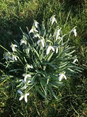 a bunch of white flowers in the grass at Fairview Bed and Breakfast in Airdrie