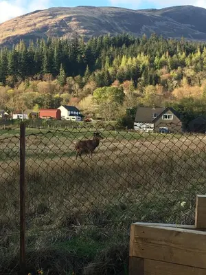 a deer running behind a fence in a field at Cosy Cottage in Glencoe