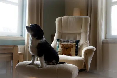 a dog sitting on a chair in front of a chair at Marina View Apartment in Inverkip