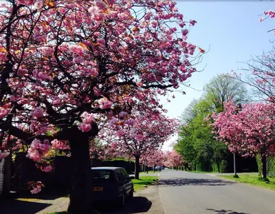 a tree with pink flowers on a street at Cedar Apartment in Helensburgh