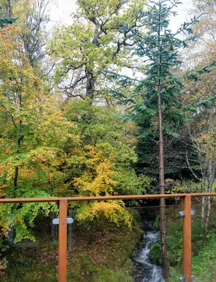 a bridge over a stream in a forest with trees at Waterfall Lodge - private waterfall and sauna in Killin