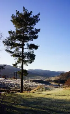 a pine tree in the middle of a field at Luxury woodland Alder Lodge in Killin