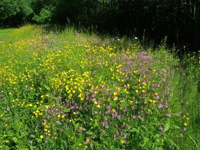 a field filled with lots of yellow and purple flowers at Doonbank Cottage Bothy in Ayr