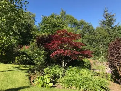a garden with a tree with red leaves at Hillside Log cabin, Ardoch Lodge, Strathyre in Strathyre