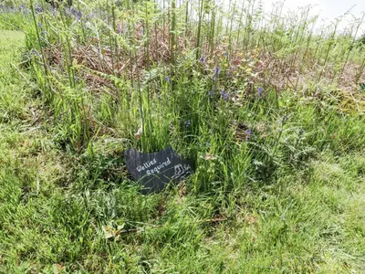 a patch of tall grass with a sign in it at Corrafeckloch Forest Cottages in Bargrennan