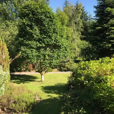 a garden with a tree in the middle of a field at Woodside Logcabin Ardoch Lodge in Strathyre