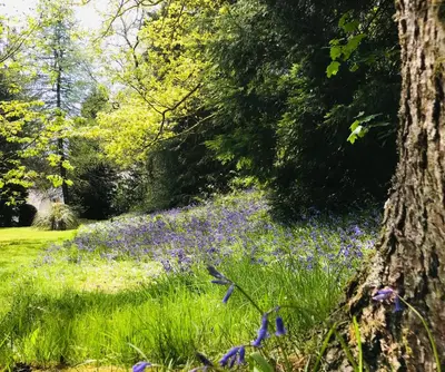 a field of blue flowers in a forest at Woodside Logcabin Ardoch Lodge in Strathyre